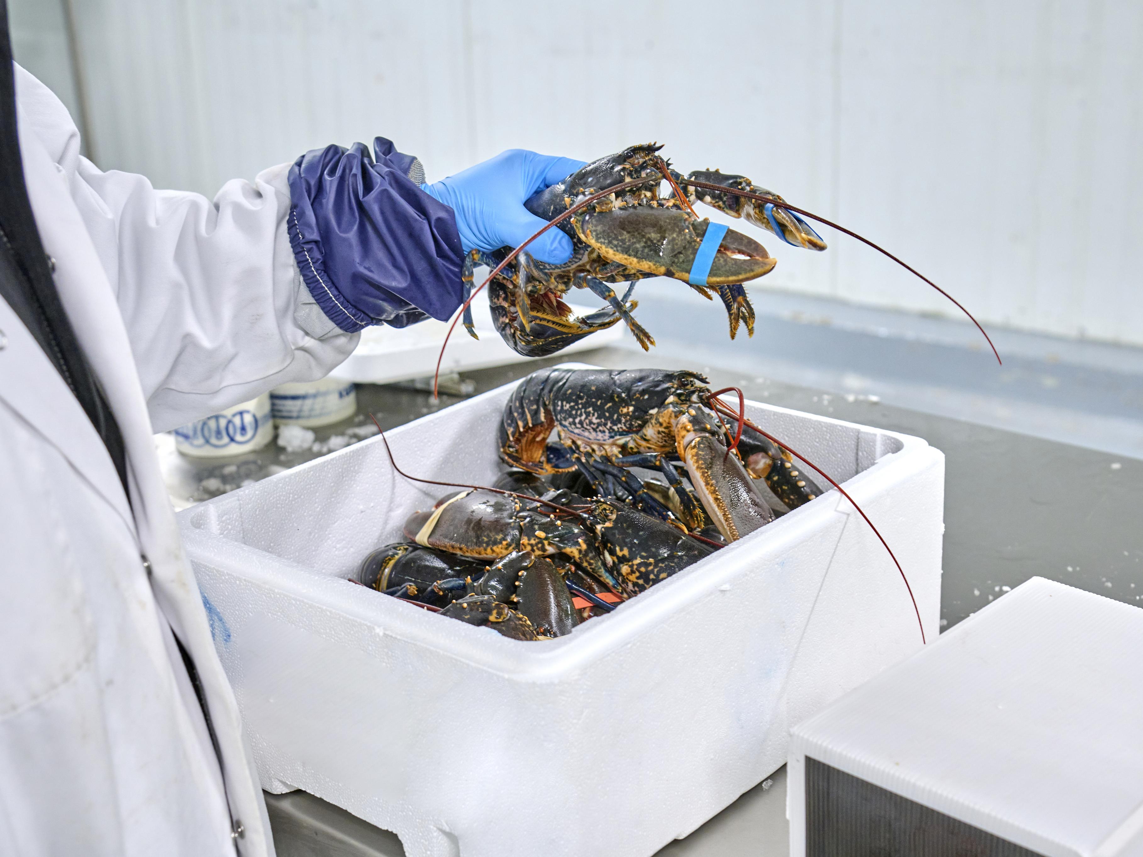 Frozen lobsters before transport